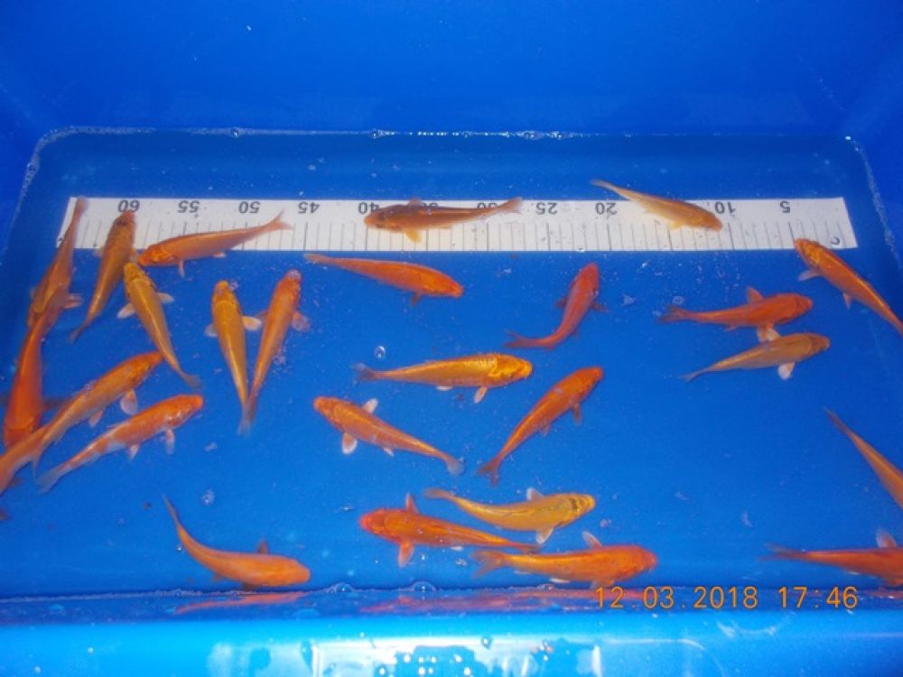 KOI mix from 10 to 15 cm